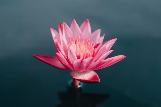 A pink lotus